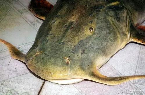鱼吃瓜么,揭秘水族与蔬果的奇妙关系