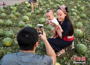 单县吃瓜群众,吃瓜群众的欢乐盛宴