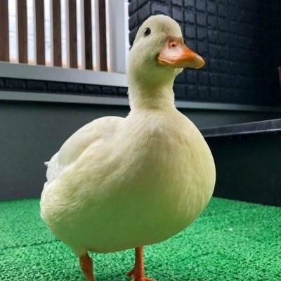 网红小鸭头像,萌动时光的治愈精灵