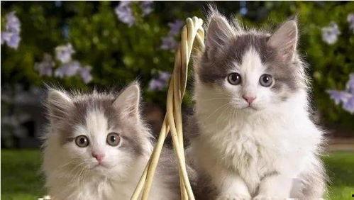 肾病猫吃贝贝瓜,贝贝瓜的养生之道