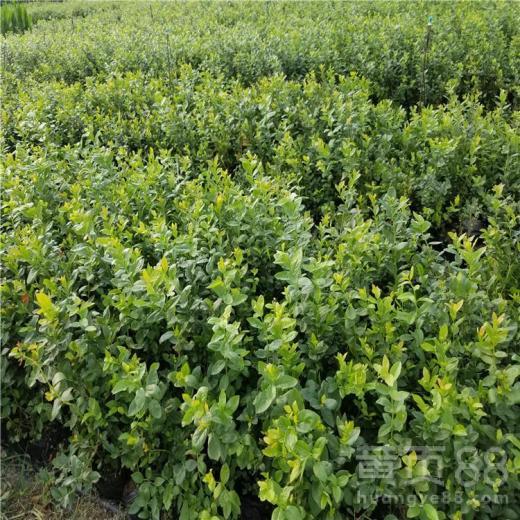 新乡明星蓝莓苗种植,绿色产业新星的崛起之路