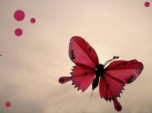 2019网红蝴蝶,翩翩起舞的美丽传奇